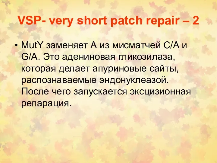 VSP- very short patch repair – 2 MutY заменяет А