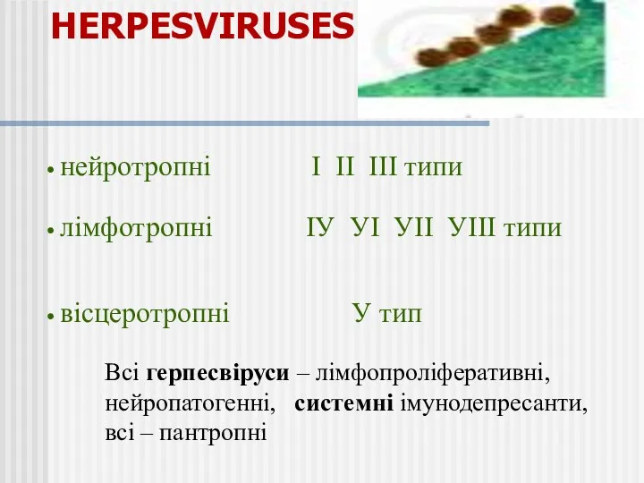 нейротропні І ІІ ІІІ типи HERPESVIRUSES лімфотропні ІУ УІ УІІ