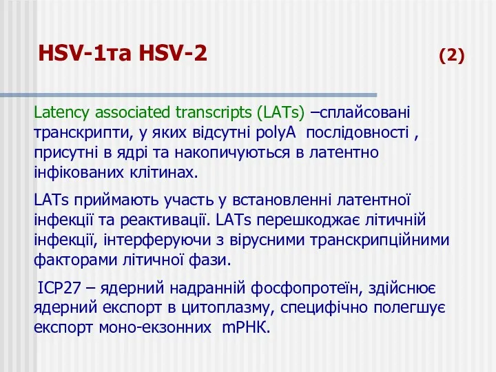 HSV-1та HSV-2 (2) Latency associated transcripts (LATs) –сплайсовані транскрипти, у