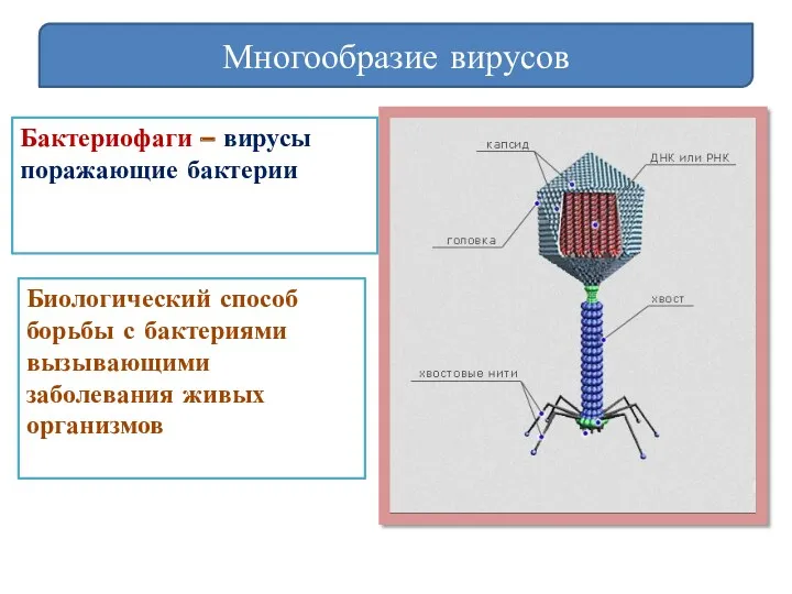 Многообразие вирусов Бактериофаги – вирусы поражающие бактерии Биологический способ борьбы с бактериями вызывающими заболевания живых организмов