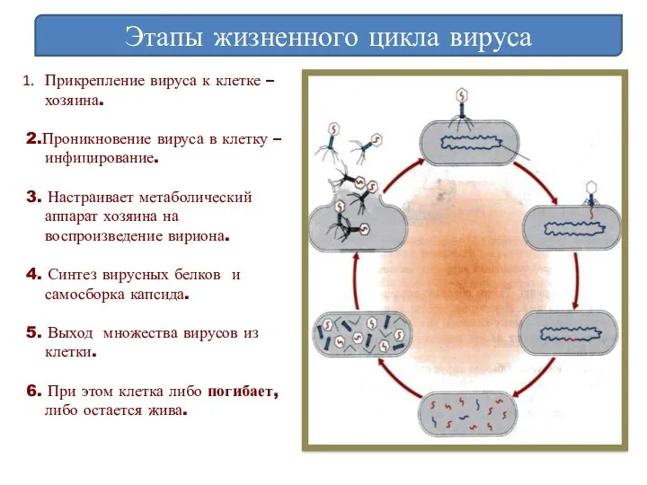 Этапы жизненного цикла вируса Прикрепление вируса к клетке –хозяина. 2.Проникновение