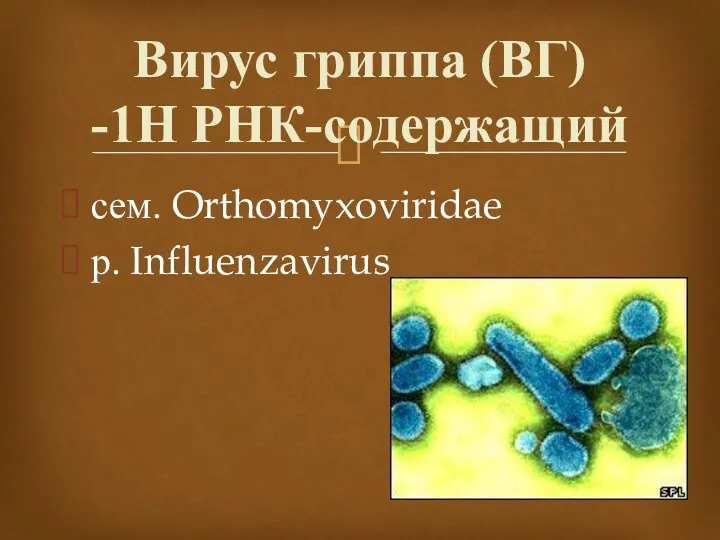 сем. Orthomyxoviridae р. Influenzavirus Вирус гриппа (ВГ) -1Н РНК-содержащий