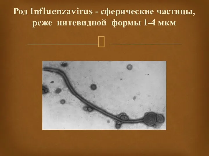 Род Influenzavirus - сферические частицы, реже нитевидной формы 1-4 мкм