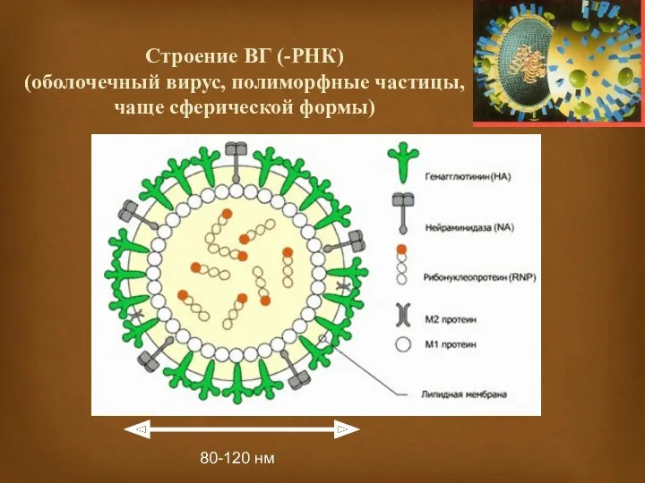 Строение ВГ (-РНК) (оболочечный вирус, полиморфные частицы, чаще сферической формы) 80-120 нм