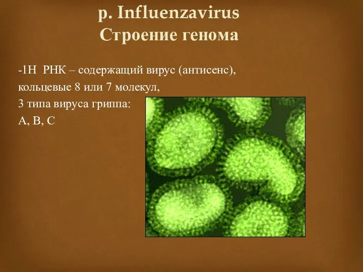 р. Influenzavirus Строение генома -1Н РНК – содержащий вирус (антисенс),