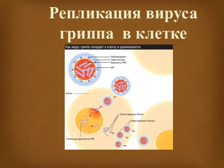 Репликация вируса гриппа в клетке