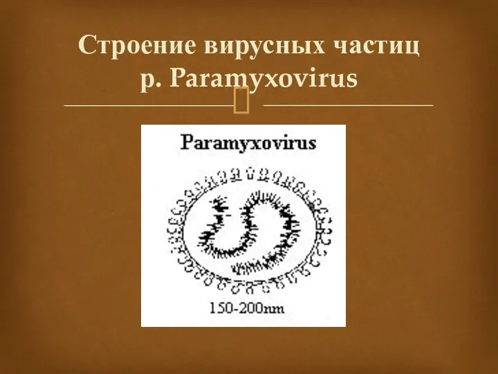 Строение вирусных частиц р. Paramyxovirus