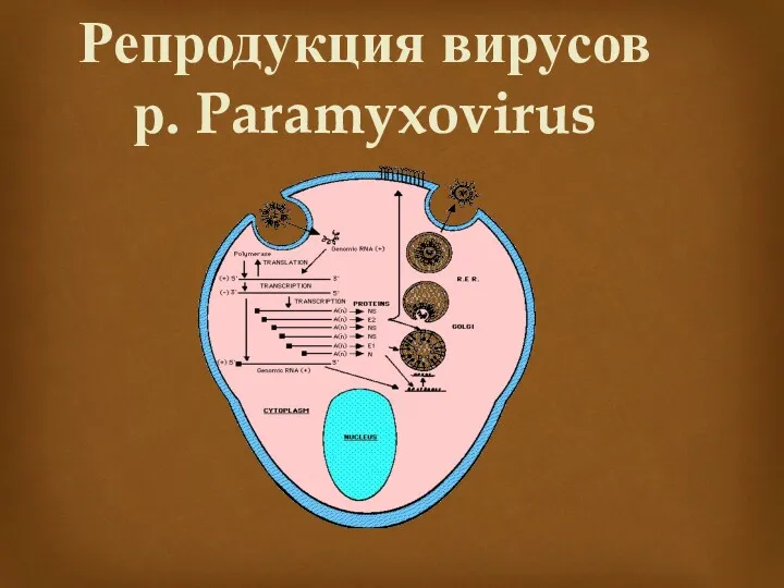 Репродукция вирусов р. Paramyxovirus