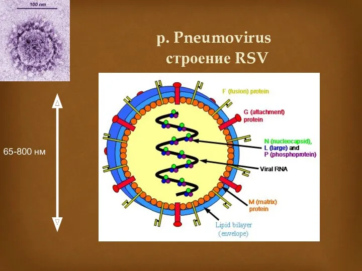р. Pneumovirus строение RSV 65-800 нм