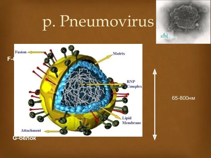 p. Pneumovirus 65-800нм F-белок G-белок