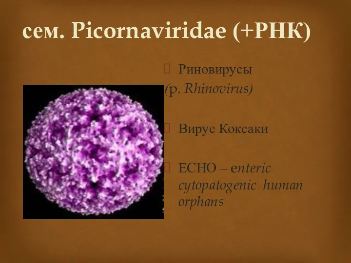 сем. Picornaviridae (+РНК) Риновирусы (p. Rhinovirus) Вирус Коксаки ЕСНО – enteric cytopatogenic human orphans