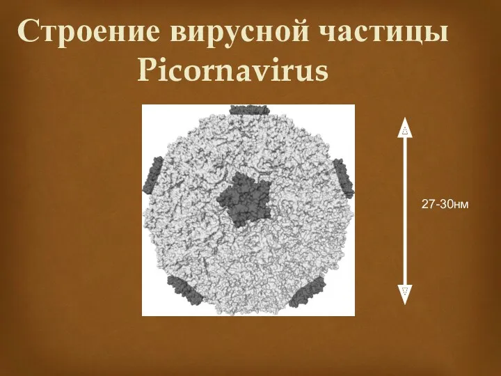 Строение вирусной частицы Picornavirus 27-30нм
