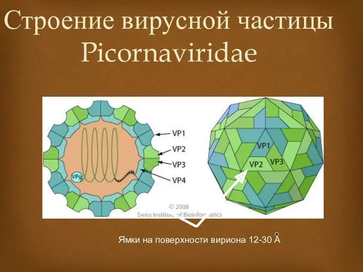 Строение вирусной частицы Picornaviridae Ямки на поверхности вириона 12-30 А