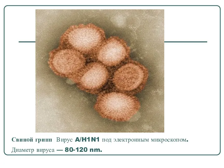 Свиной грипп Вирус A/H1N1 под электронным микроскопом. Диаметр вируса — 80-120 nm.