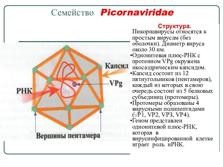Семейство Picornaviridae Структура. Пикорнавирусы относятся к простым вирусам (без оболочки).