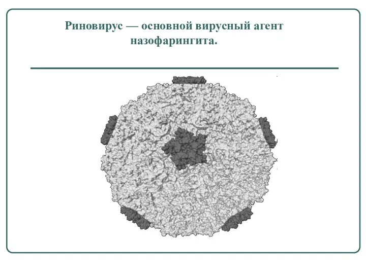 Риновирус — основной вирусный агент назофарингита.