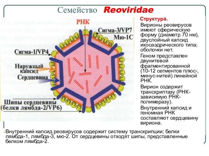 Семейство Reoviridae Структура. Вирионы реовирусов имеют сферическую форму (диаметр 70