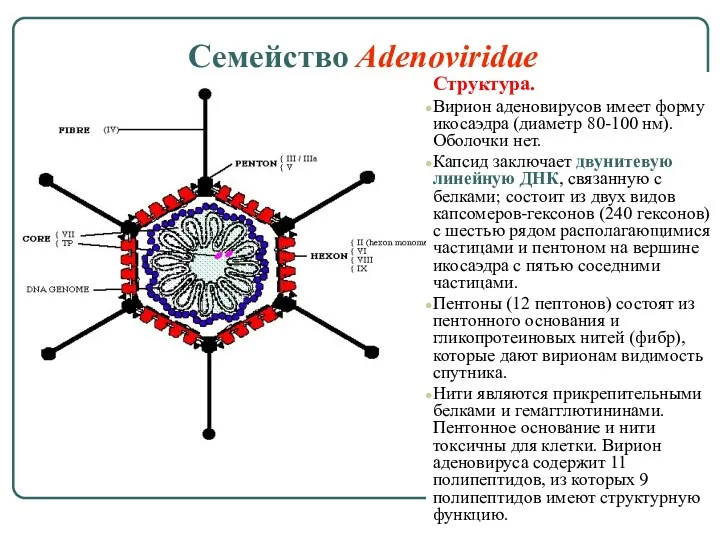Семейство Adenoviridae Структура. Вирион аденовирусов имеет форму икосаэдра (диаметр 80-100