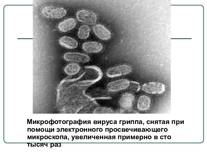Микрофотография вируса гриппа, снятая при помощи электронного просвечивающего микроскопа, увеличенная примерно в сто тысяч раз