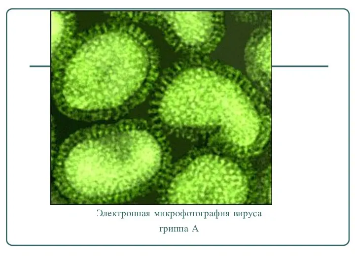 Электронная микрофотография вируса гриппа А