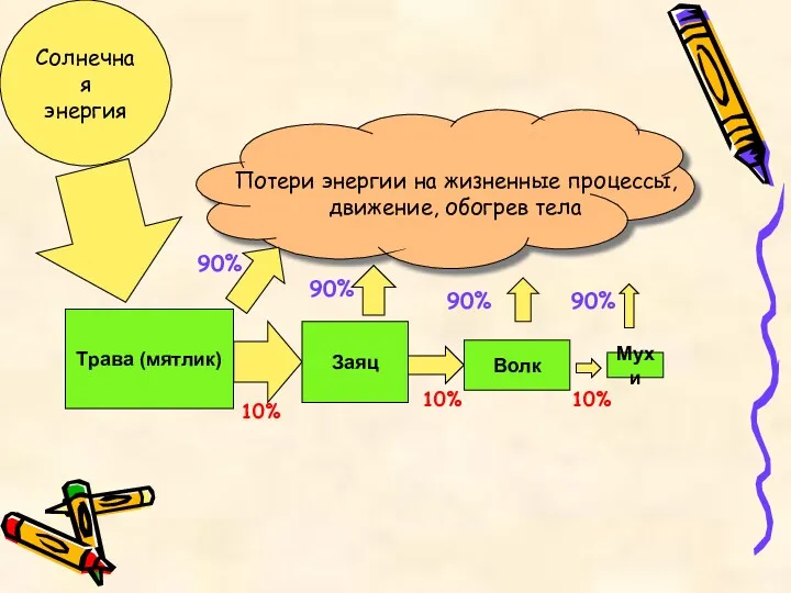 Волк Трава (мятлик) Заяц Мухи Солнечная энергия Потери энергии на