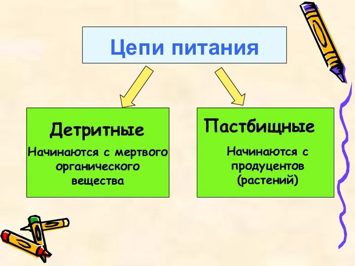 Цепи питания Пастбищные Детритные Начинаются с мертвого органического вещества Начинаются с продуцентов (растений)