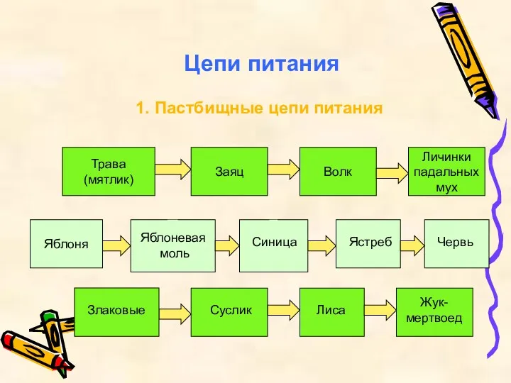 Цепи питания 1. Пастбищные цепи питания Волк Яблоня Трава (мятлик)