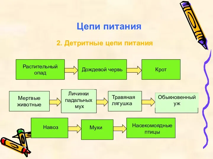 Цепи питания 2. Детритные цепи питания Растительный опад Дождевой червь Крот Мертвые животные Обыкновенный уж