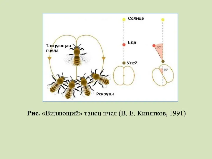 Рис. «Виляющий» танец пчел (В. Е. Кипятков, 1991)