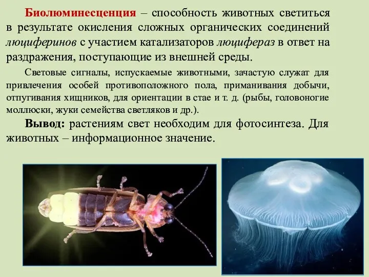 Биолюминесценция – способность животных светиться в результате окисления сложных органических