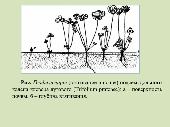 Рис. Геофилизация (втягивание в почву) подсемядольного колена клевера лугового (Trifolium