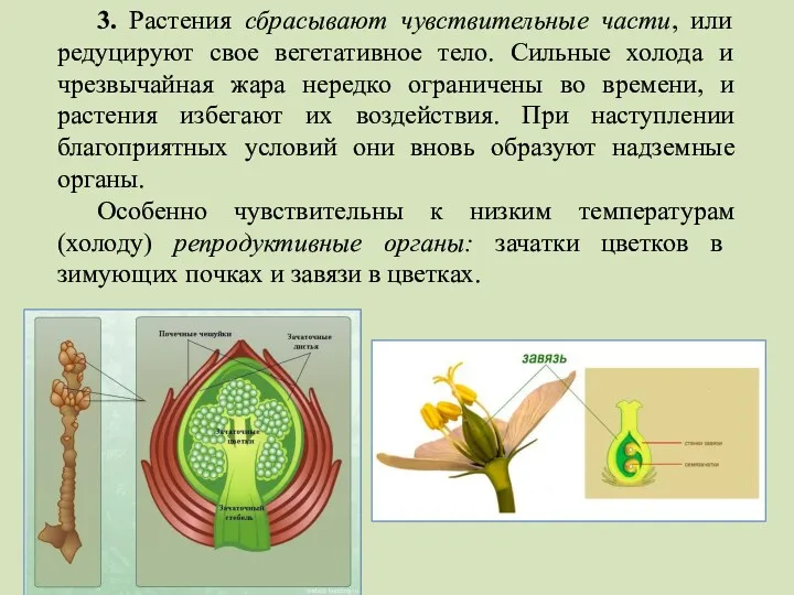 3. Растения сбрасывают чувствительные части, или редуцируют свое вегетативное тело.