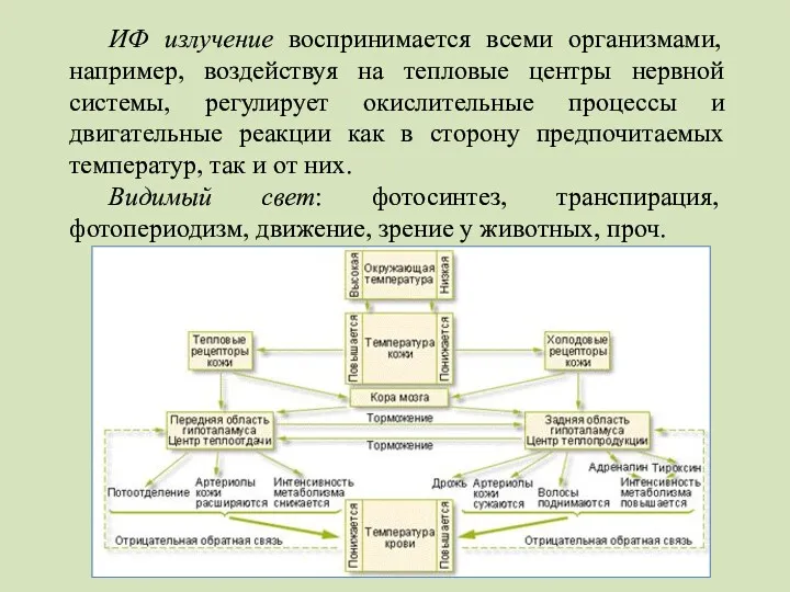 ИФ излучение воспринимается всеми организмами, например, воздействуя на тепловые центры