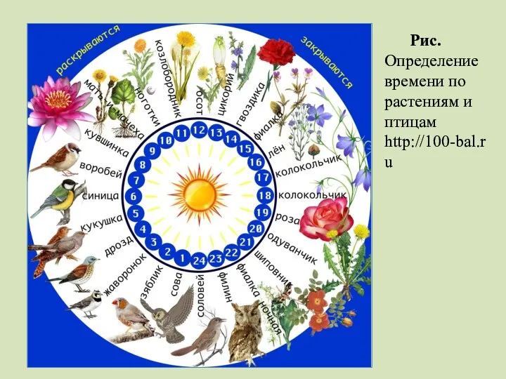 Рис. Определение времени по растениям и птицам http://100-bal.ru