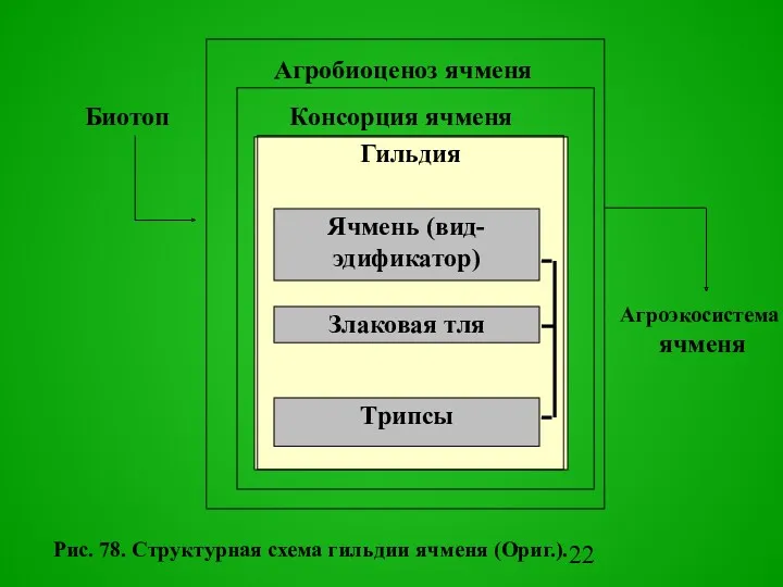 Гильдия Тpипсы Агробиоценоз ячменя Консоpция ячменя Биотоп Агpоэкосистема ячменя Pис.