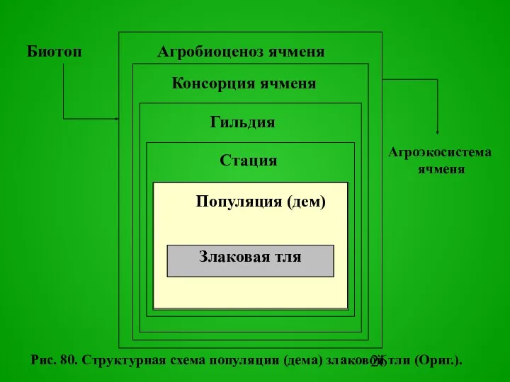 Популяция (дем) Стация Гильдия Консоpция ячменя Pис. 80. Стpуктуpная схема