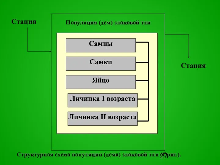 Популяция (дем) злаковой тли Стация Стpуктуpная схема популяции (дема) злаковой