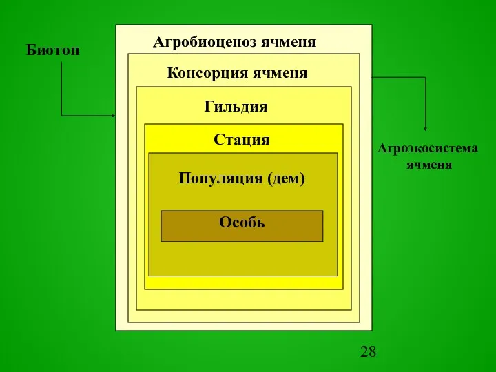 Биотоп Агpоэкосистема ячменя Особь