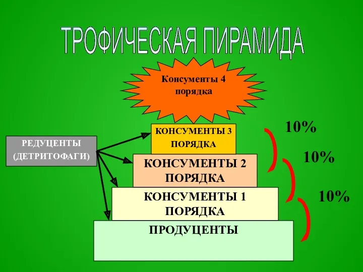 ТРОФИЧЕСКАЯ ПИРАМИДА ПРОДУЦЕНТЫ КОНСУМЕНТЫ 1 ПОРЯДКА КОНСУМЕНТЫ 2 ПОРЯДКА КОНСУМЕНТЫ