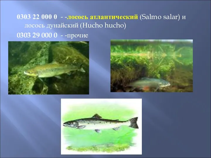 0303 22 000 0 - -лосось атлантический (Salmo salar) и