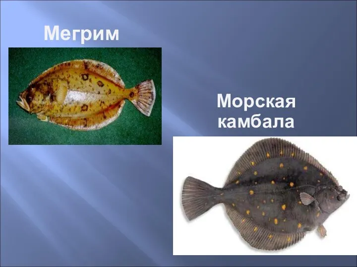 Мегрим Морская камбала