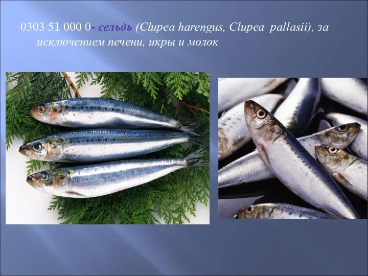 0303 51 000 0- сельдь (Clupea harengus, Clupea pallasii), за исключением печени, икры и молок