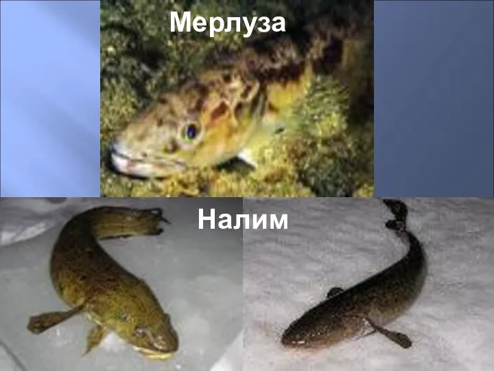 Налим Мерлуза