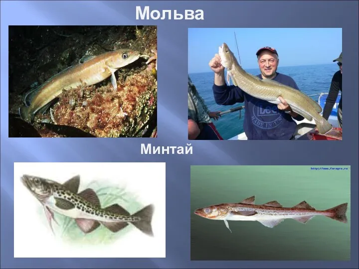 Мольва Минтай