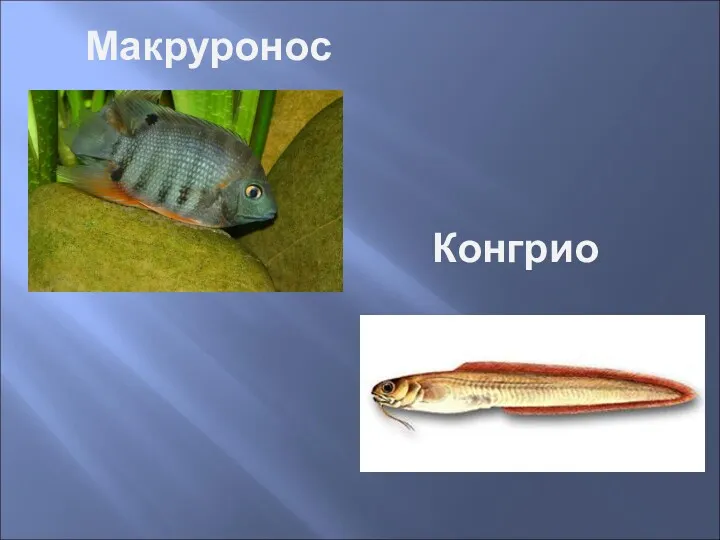 Макруронос Конгрио