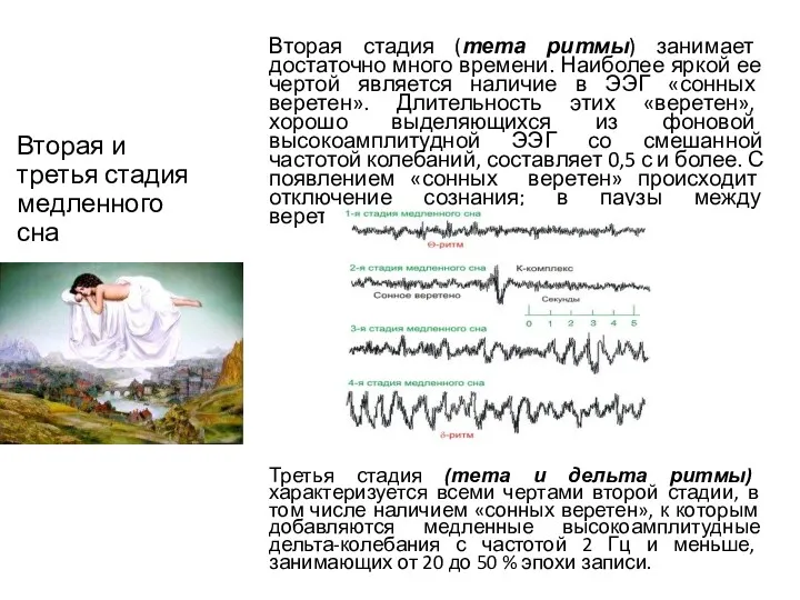 Вторая и третья стадия медленного сна Вторая стадия (тета ритмы)