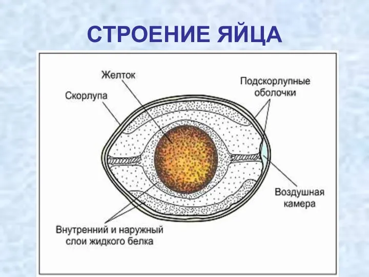 СТРОЕНИЕ ЯЙЦА