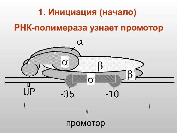 РНК-полимераза узнает промотор 1. Инициация (начало)