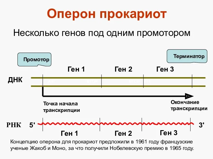 ДНК Промотор Терминатор Точка начала транскрипции Окончание транскрипции РНК Оперон прокариот Несколько генов
