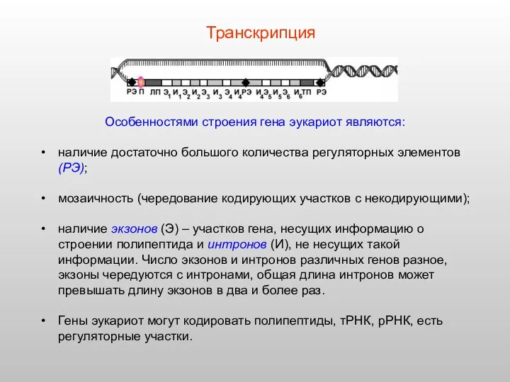 Особенностями строения гена эукариот являются: наличие достаточно большого количества регуляторных элементов (РЭ); мозаичность